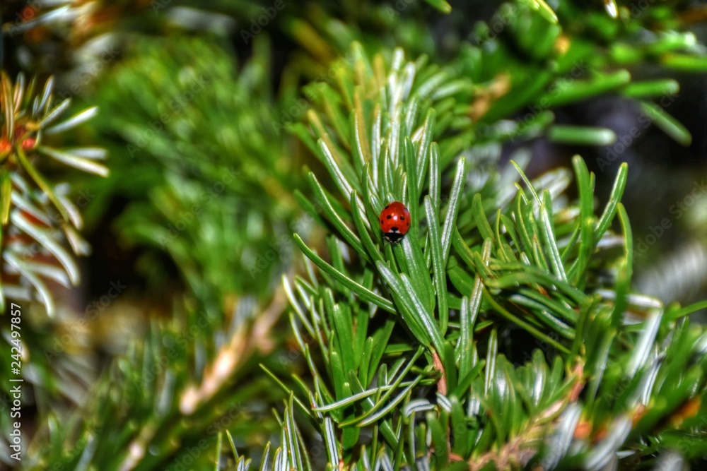 Fototapeta premium Boże Narodzenie, choinka, jodła, gałąź, igły, biedronka, chrząszcz, pełzanie, mucha, orientacja, zimowanie, ciepło, ciepło, wakacje, drzewo, drzewo iglaste