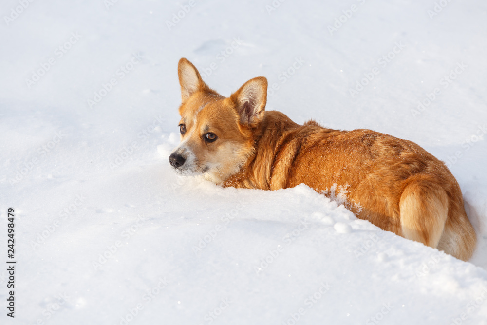 Dog Welsh Corgi cardigan in the winter in the snow Dog Welsh Corgi cardigan in the winter in the snow
