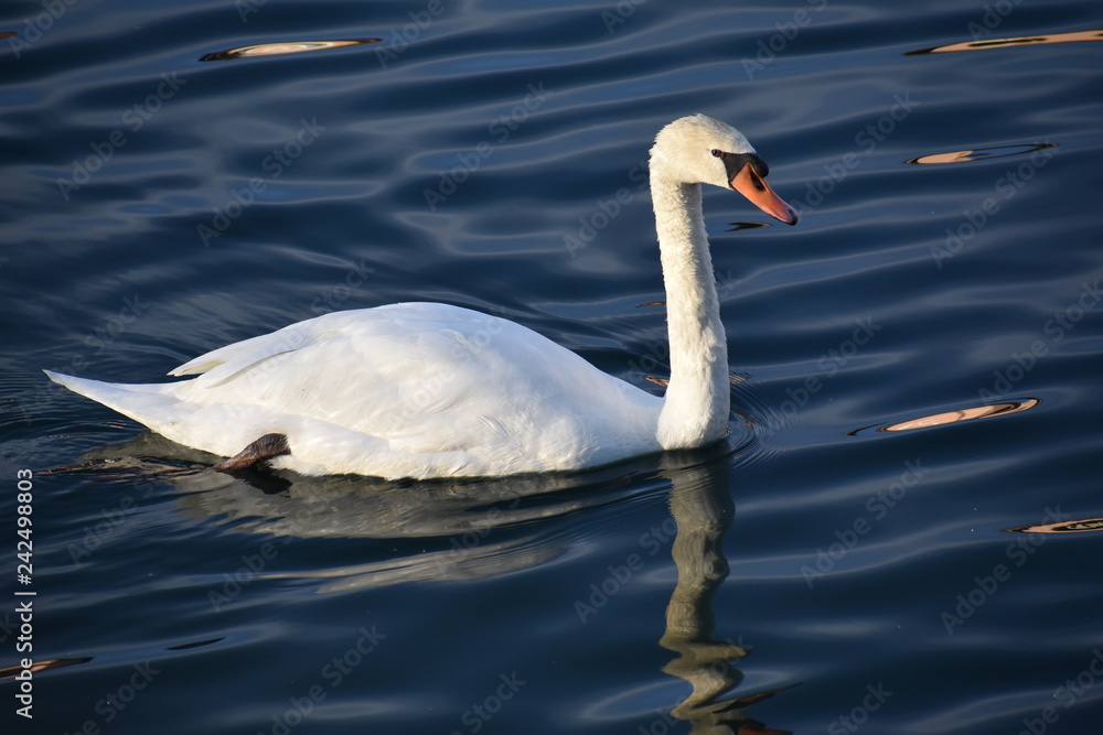swan on the lake swan on the lake