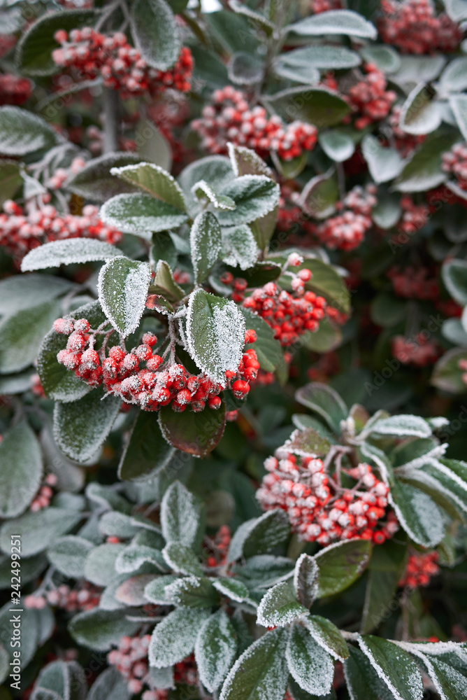 Cotoneaster lacteus Cotoneaster lacteus