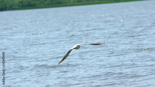 Seagull flies over the blue water, the city in the background. Slow motion photo