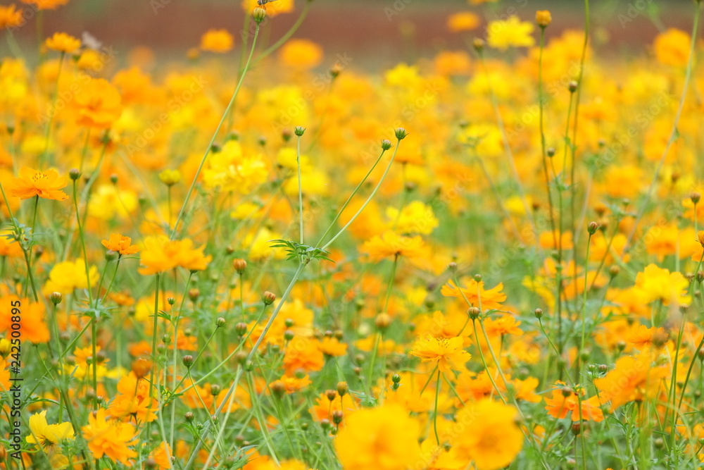field of yellow flowers field of yellow flowers
