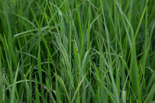 Red lady bug on rice and they are breed together focus selective