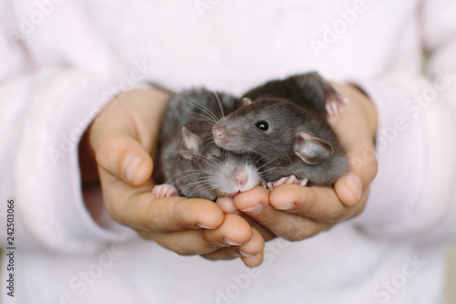 Two little gray rats sleeping in children's hands