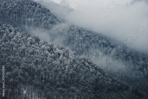 Winter forest in the clouds