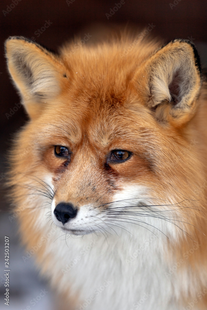Fototapeta premium Red fox