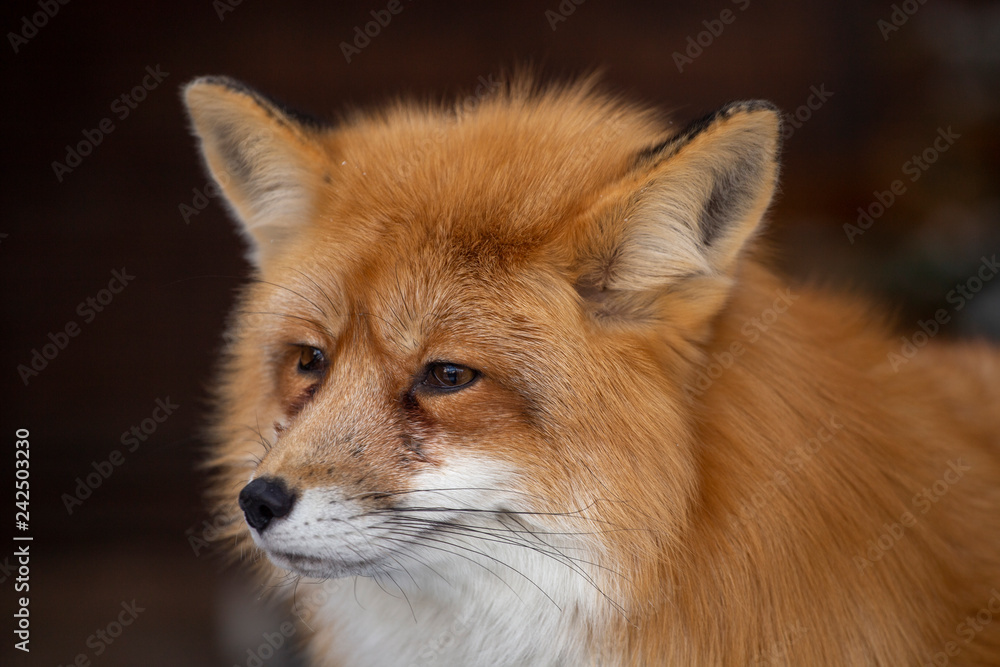 Red fox Red fox