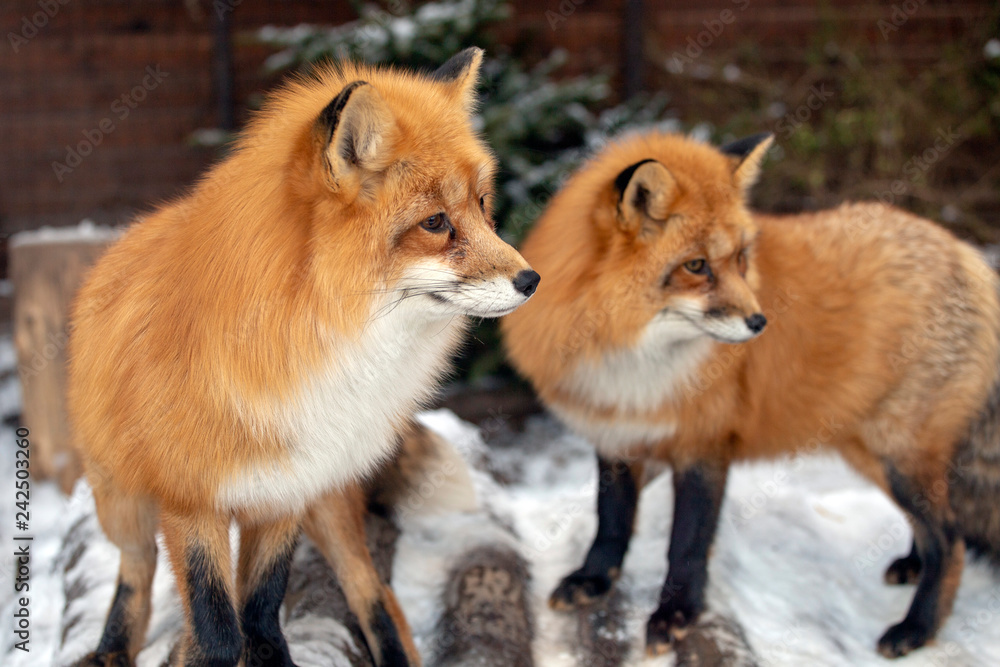 Red fox Red fox