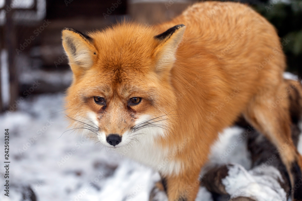Fototapeta premium Red fox