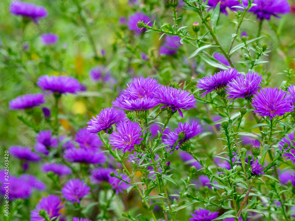 Fototapeta premium Fleurs d'Aster d'automne doubles de couleur bleu mauve