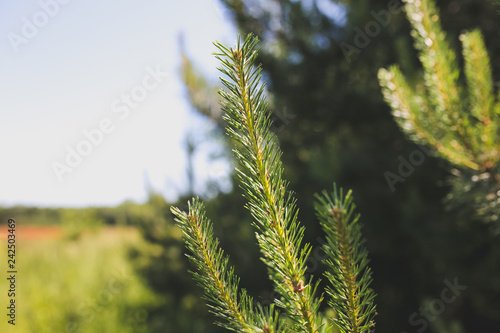 Fir tree branch in the forest. Green pine in the summer wood. Ecological wallpaper background.