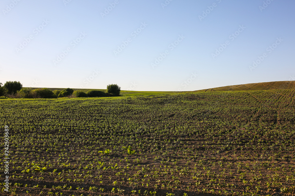 Endless field with seed beds. Eco friendly agriculture modern ideas. Rustic nature photo.