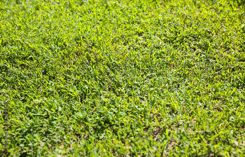 Bright green grass outdoors in the sun. Natural lawn background.