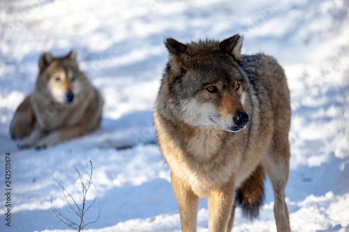 European wolf © skovalsky