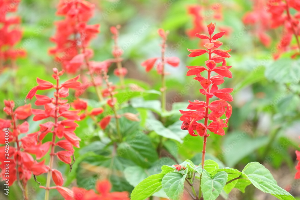 red flowers in garden red flowers in garden