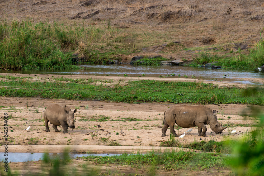 Fototapeta premium Nosorożec biały, nosorożec biały, Ceratotherium simum, Park Narodowy Krugera, RPA