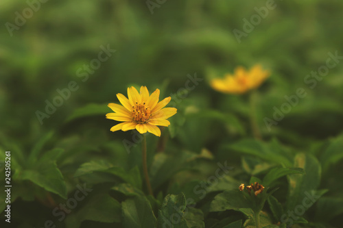 Closeup of beautiful yellow false sunflower in garden