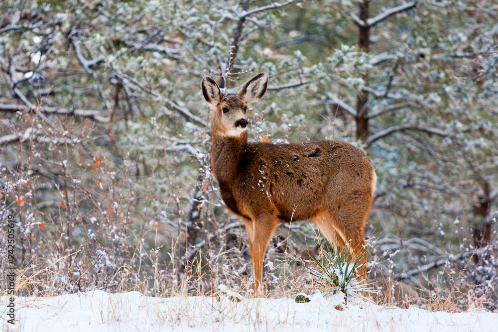 Doe mule deer in the Snowy Woods Doe mule deer in the Snowy Woods