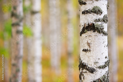 Birch tree trunk in autumn forest