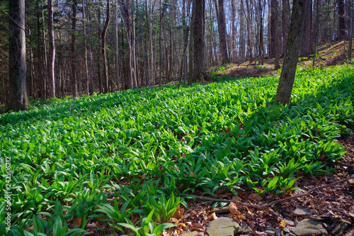 WIld Leeks / Ramps / Ramson (Allium tricoccum) emerging in the spring time forest. A favorite wild edible that foragers wild harvest.