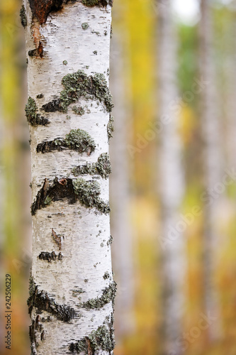 Birch tree trunk in autumn forest