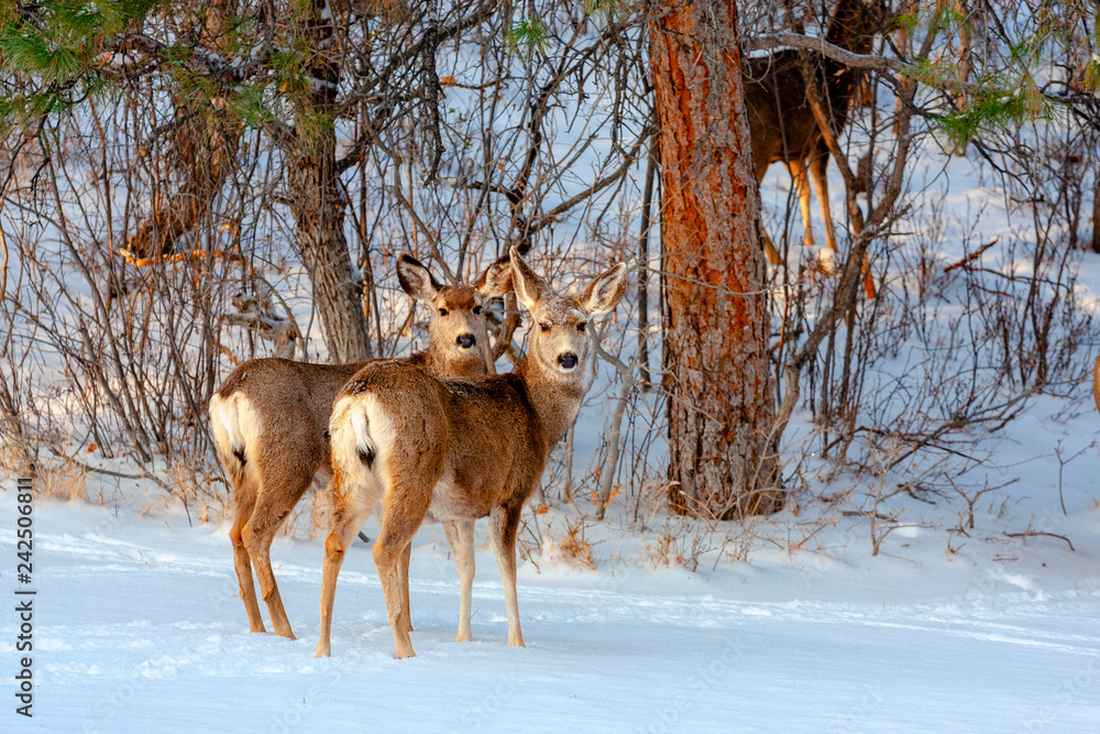 Mule Deer in Snowstorm Mule Deer in Snowstorm