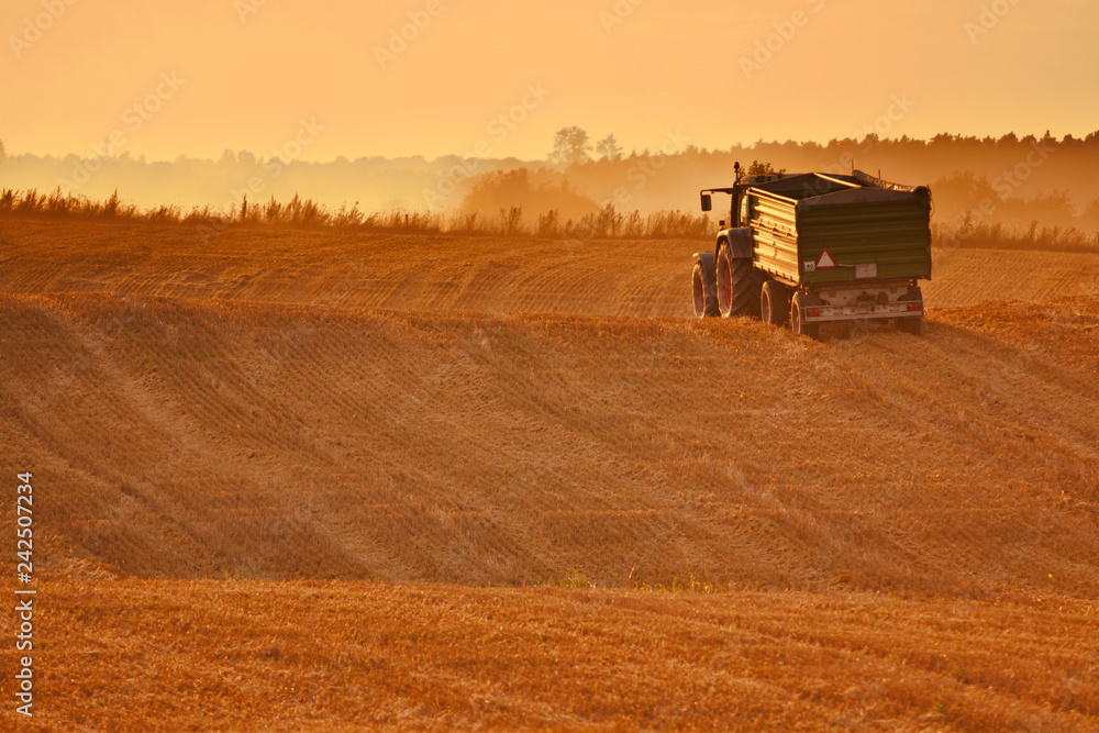 Fototapeta premium Harvest time on field. Poland.