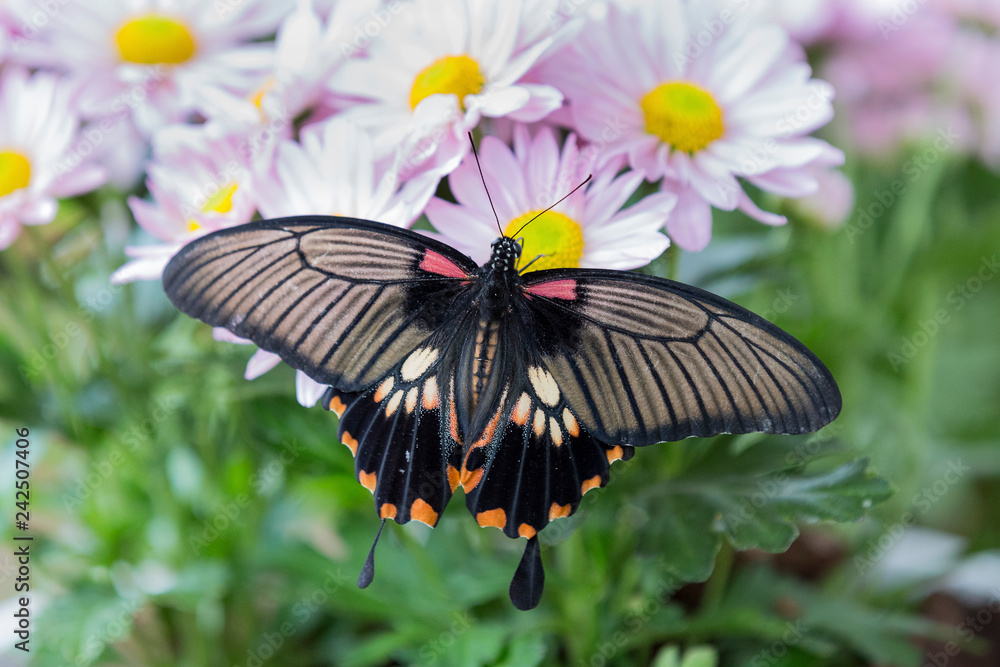 Naklejka premium Zbliżenie czarny motyl siedzi na różowe kwiaty