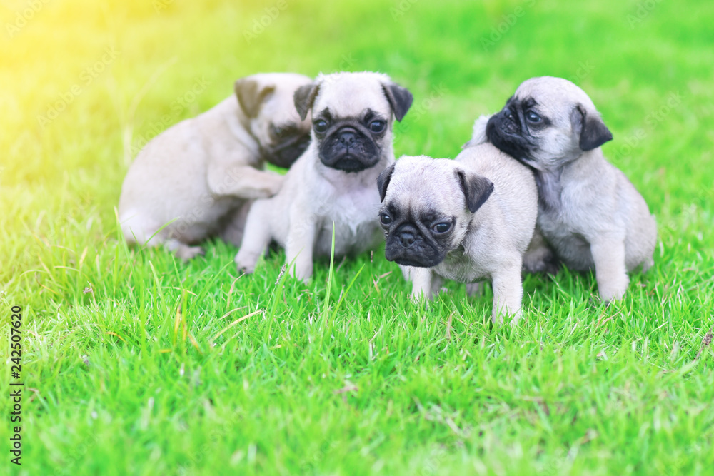 Cute puppies brown Pug playing together in green lawn
