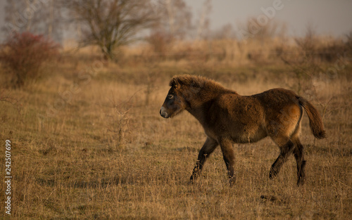 Sunlit wild exmoor pony horses in late autumn nature habitat in Milovice  Czech republic. Protected animals considered as horse ancestor maintain the environment of steppe landscape.