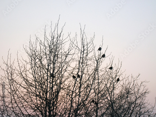 Birds on the branches at sunset