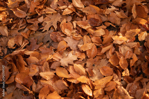 leaves in autumn Park