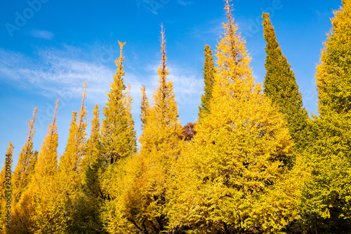 The Ginkgo street avenue in Meiji Jingu Gaien Park (Meiji-Jingu-Gaien) is one of the most famous places for its beautiful autumn leaves in Tokyo, Japan (blossom on every November) photo