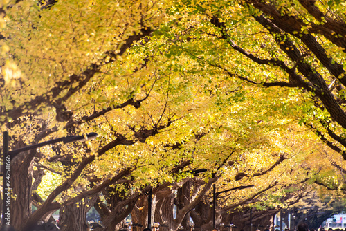 The Ginkgo street avenue in Meiji Jingu Gaien Park (Meiji-Jingu-Gaien) is one of the most famous places for its beautiful autumn leaves in Tokyo, Japan (blossom on every November) photo