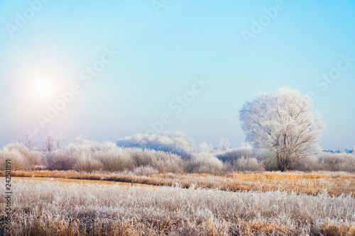 The sun over Meadows, bushes and trees covered with frost