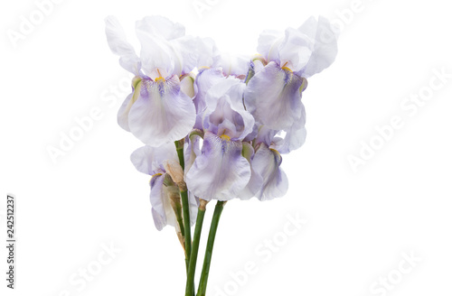 Fototapeta Naklejka Na Ścianę i Meble -  iris flower isolated