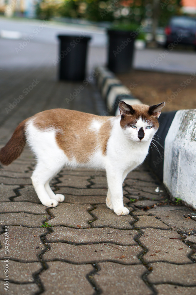 Beautiful cat on the street - Image