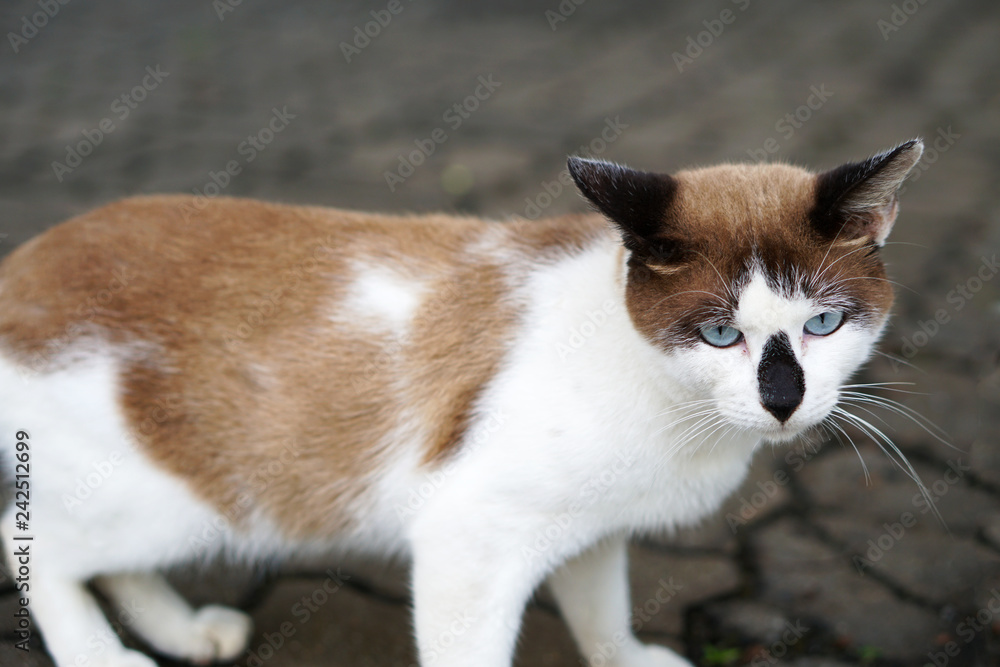 Beautiful cat on the street - Image