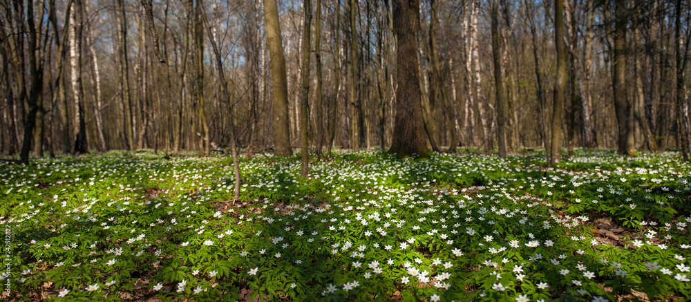 Anemone nemorosa flower in the forest in the sunny day. Wood anemone, windflower, thimbleweed. Fabulous green forest with blue and white flowers. Beautiful summer forest landscape. Anemone nemorosa flower in the forest in the sunny day. Wood anemone, windflower, thimbleweed. Fabulous green forest with blue and white flowers. Beautiful summer forest landscape.