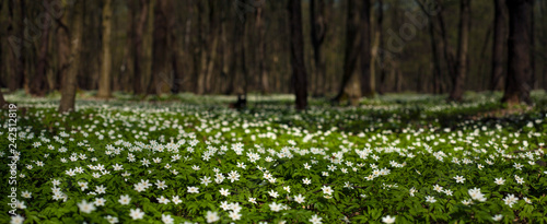 Anemone nemorosa flower in the forest in the sunny day. Wood anemone, windflower, thimbleweed. Fabulous green forest with blue and white flowers. Beautiful summer forest landscape. photo