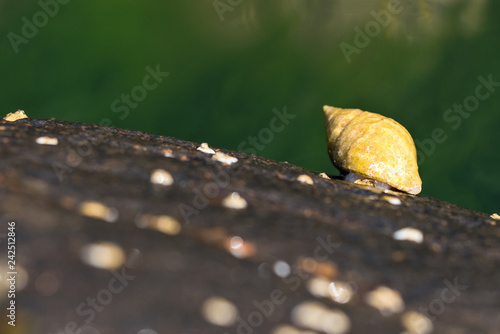 Small Snail Shell at Staffin Beach Scotland Portree