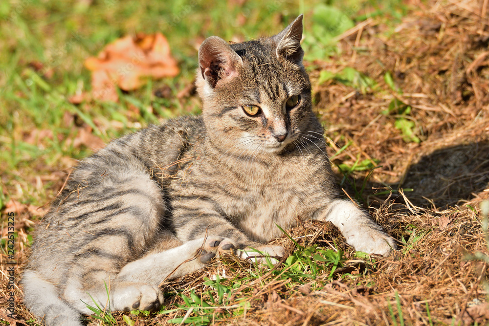 domestic cat lying on the sun and lazy domestic cat lying on the sun and lazy