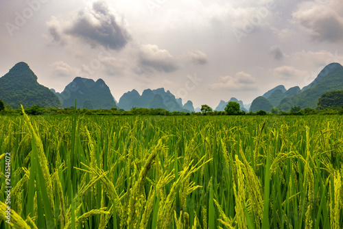 Rice field with silhouettes of mountains in the background