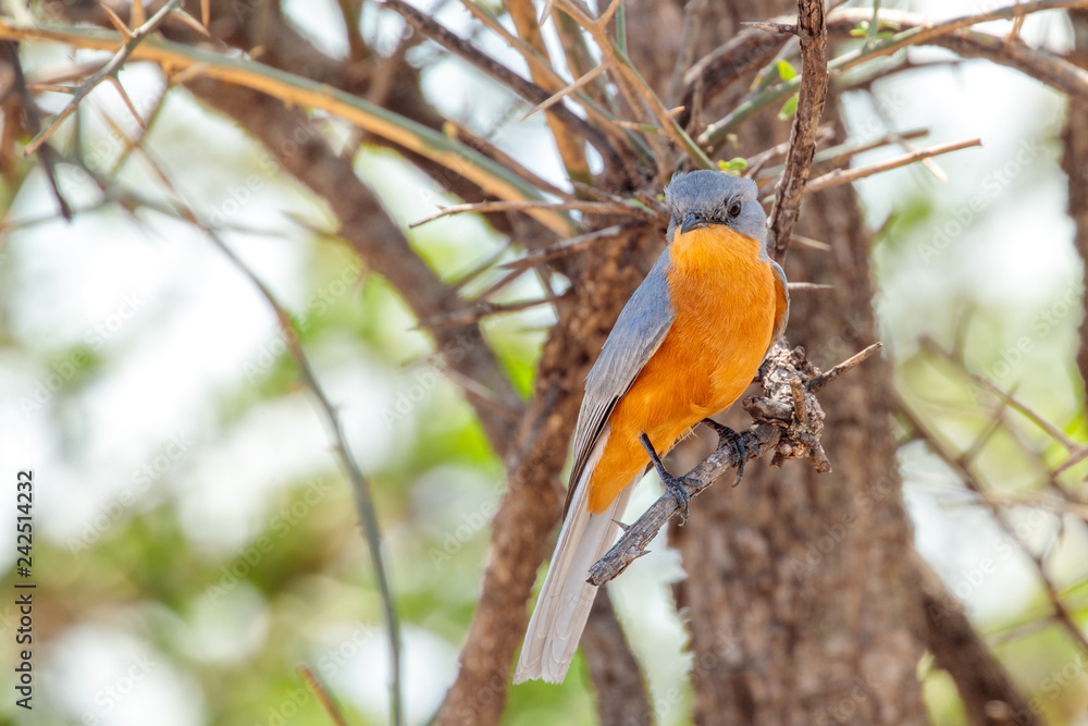 Silver bird on a branch Silver bird on a branch