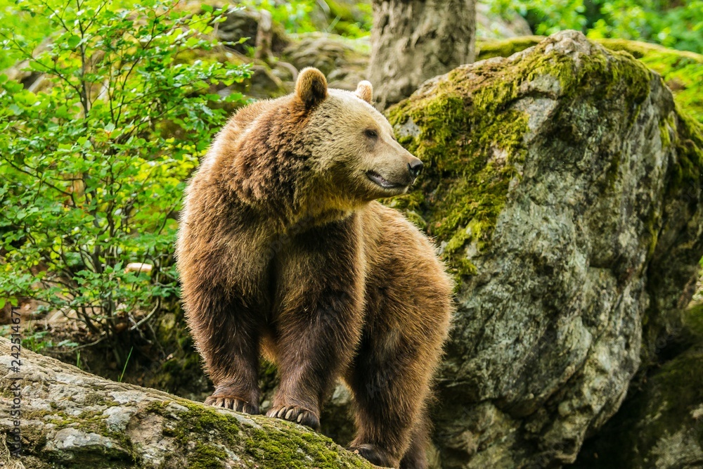 An old big brown bear, Ursus arctos, standing on a rock covered with moss on a summer day in National Park Bayerischer wald, green forest background An old big brown bear, Ursus arctos, standing on a rock covered with moss on a summer day in National Park Bayerischer wald, green forest background