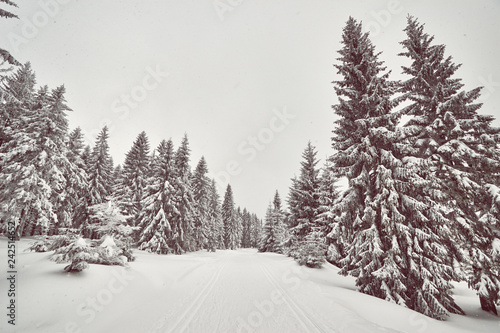Winter landscape with cross-country skiing trail, color toning applied, Jakuszyce, Poland. © MaciejBledowski