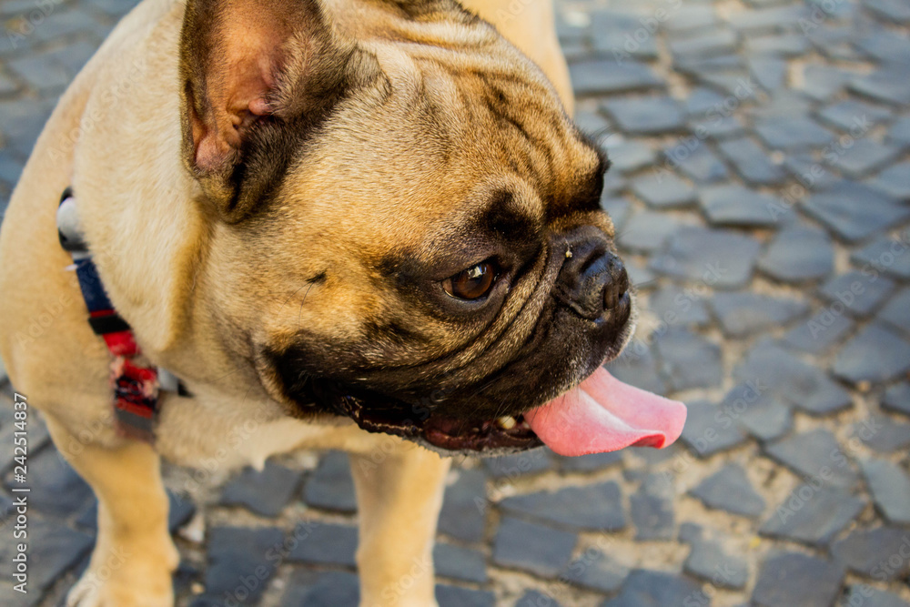 Obraz premium dog