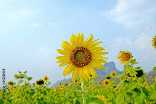 A sunflower standing in a midst of windy atmosphere.
