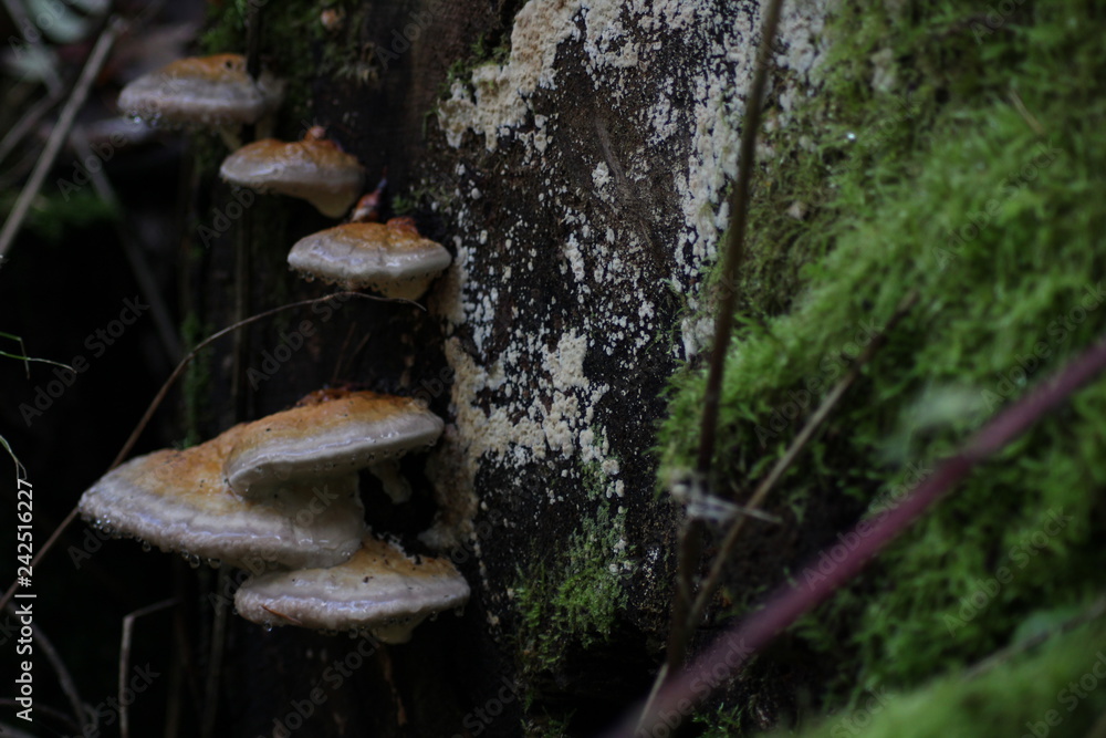 Fototapeta premium mushroom in forest