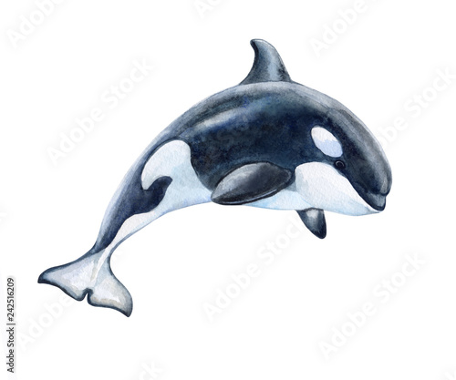 Killer whale isolated on white background. Black fish or grampus. Watercolor. Illustration. Picture